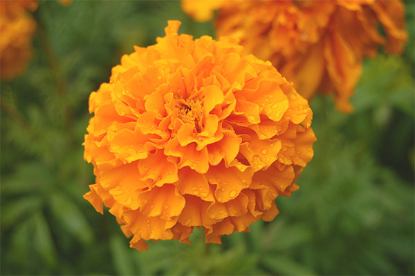 Verwendung von Tagetes in der Küche