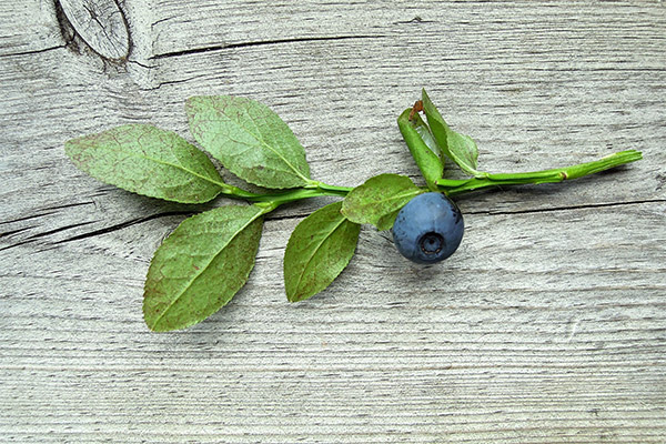 Utilisation des feuilles de myrtille en cosmétologie