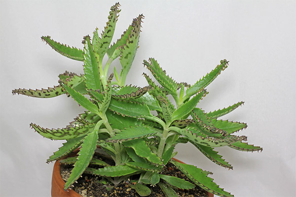 Anwendung von Kalanchoe in der Kosmetik
