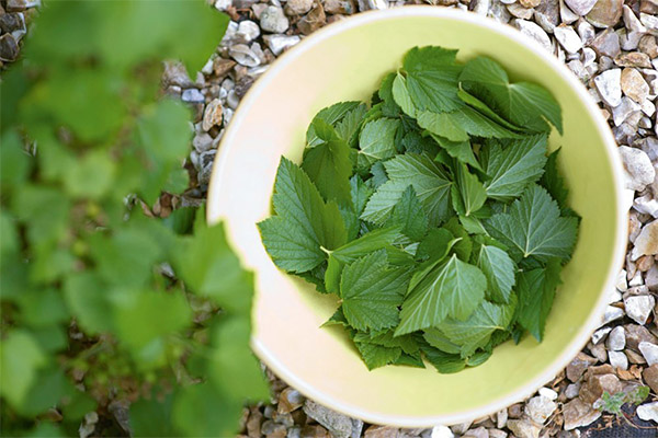 Utilisation des feuilles de cassis en cosmétologie