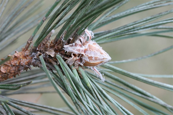 Anwendung von Kiefernknospen in der Kosmetologie