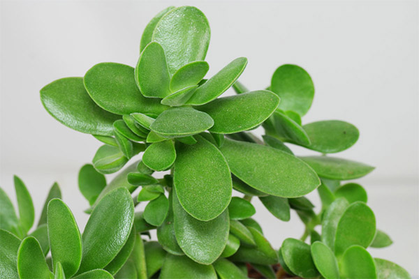 Utilisation de la crassula en cosmétologie