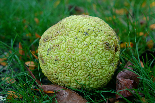 Kontraindikationen zur Anwendung der Osage-Orange