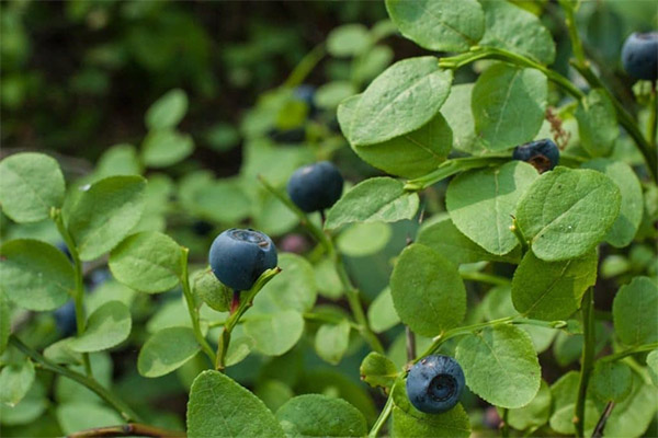 Contre-indications à l'utilisation des feuilles de myrtille