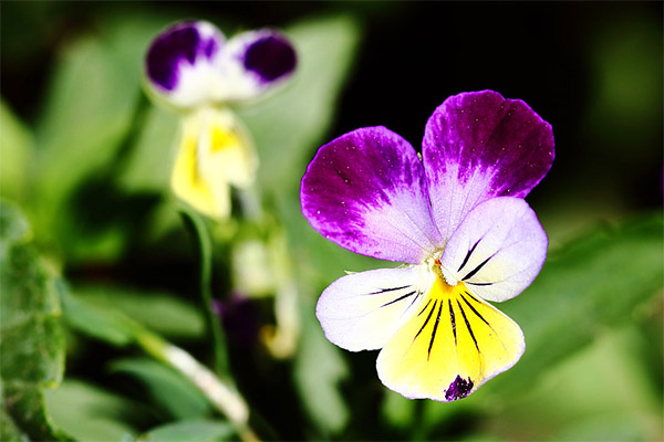Contre-indications à l'utilisation de la violette tricolore