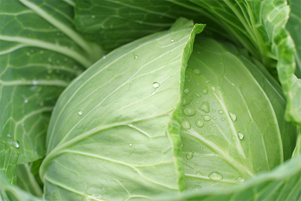 Contre-indications à l'utilisation de la feuille de chou