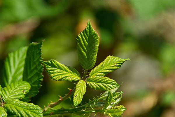 Contre-indications à l'utilisation des feuilles de mûre