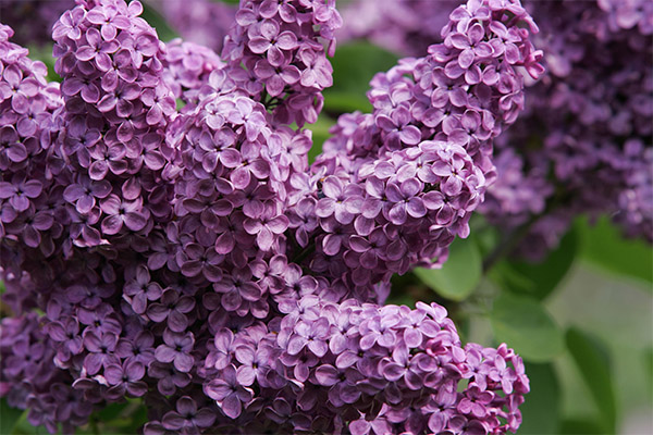 Contre-indications à l'utilisation du lilas