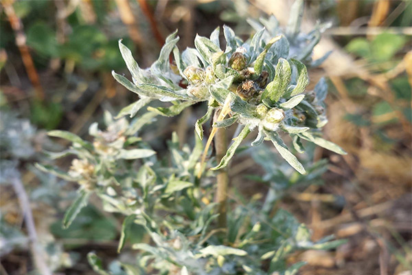 Contre-indications à l'utilisation du Gnaphalium