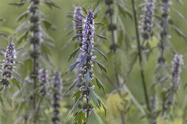 L'agripaume en médecine traditionnelle