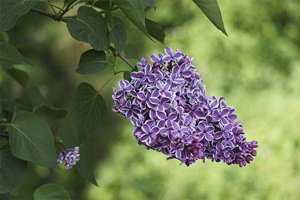 Lilas