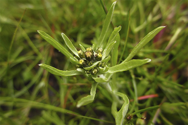Gnaphalium