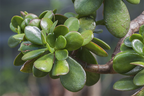 Crassula
