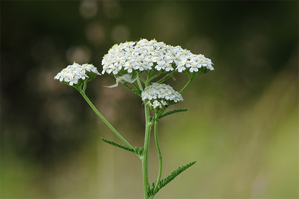 Achillée millefeuille