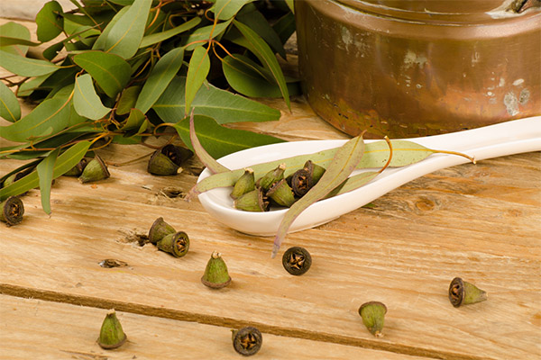 Types de préparations médicinales à base d'eucalyptus