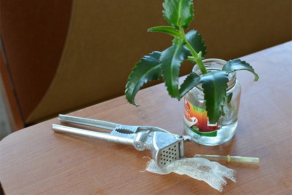 Arten von Heilpräparaten mit Kalanchoe