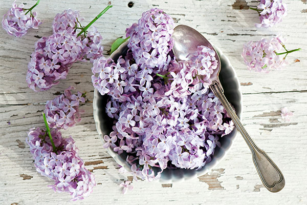 Types de préparations curatives à base de lilas