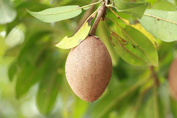 Quels sont les bienfaits du fruit sapodille ?