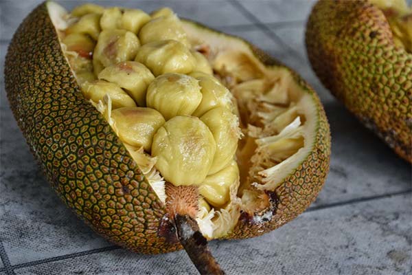 Cempedak