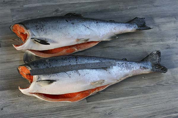 Faits intéressants sur le saumon coho