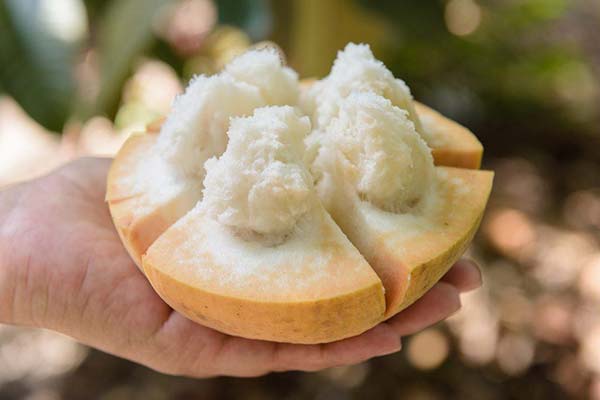 Faits intéressants sur le santol