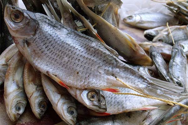 Comment conserver le poisson séché