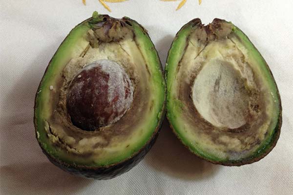 Signes d'un avocat avarié