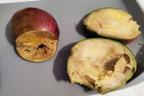 Anzeichen einer verdorbenen Mango