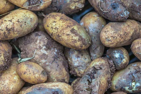 Signes de pommes de terre avariées