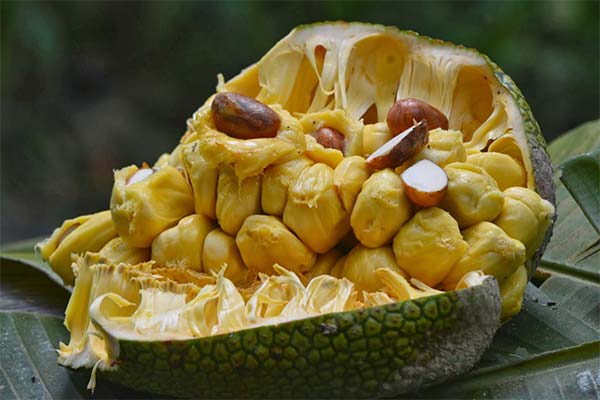 Wie isst man Cempedak richtig?