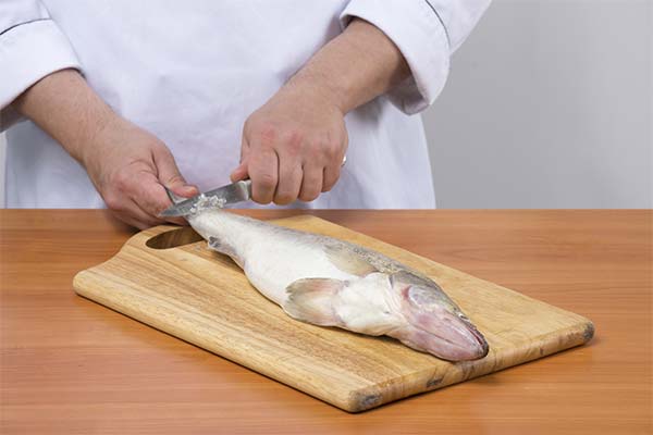 Wie man Fisch richtig filetiert
