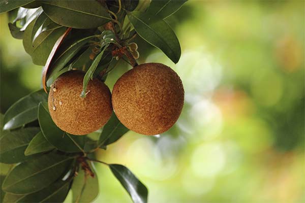 Comment bien choisir le fruit