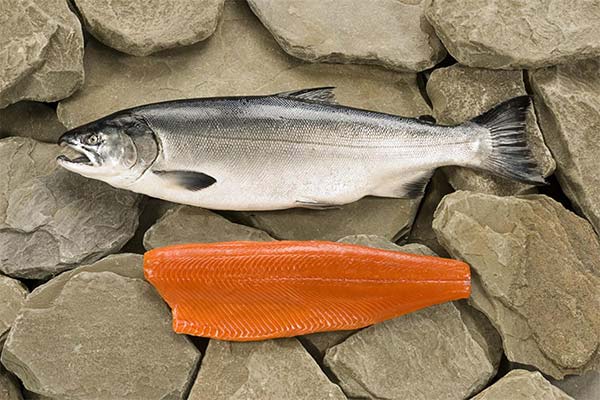À quoi ressemble le saumon coho et où se trouve-t-il ?