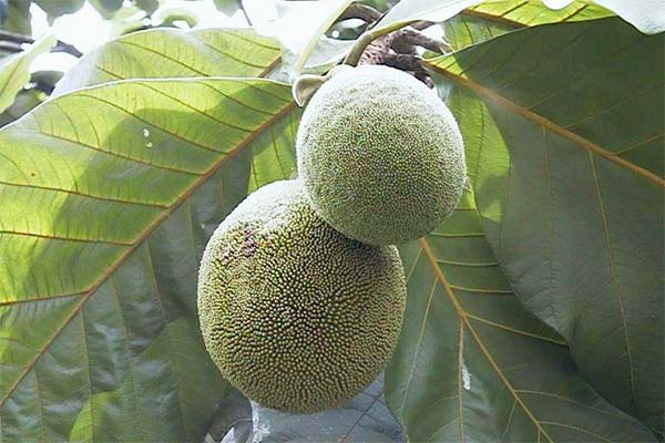 Comment cultiver le marang