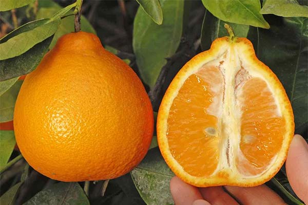 Comment cultiver la Minneola ?