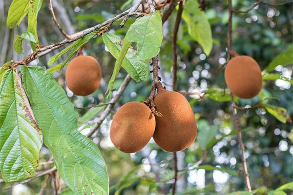 Comment cultiver le cupuaçu ?