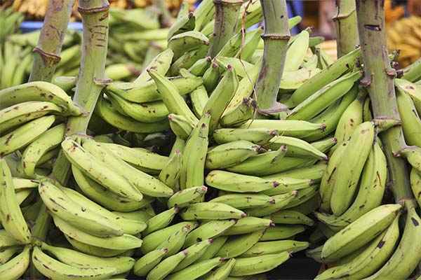 Comment cultiver le plantain ?