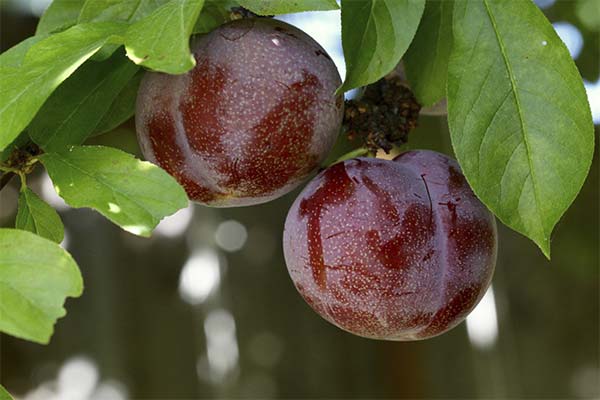 Comment cultiver le plumcot ?