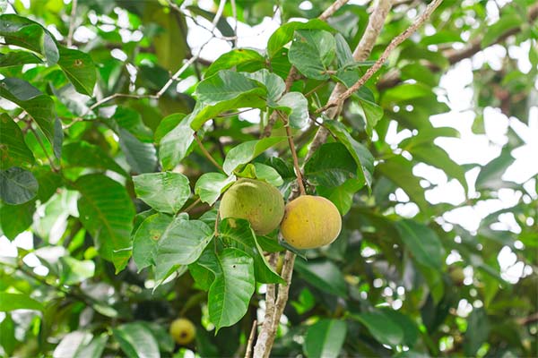 Comment cultiver le santol ?
