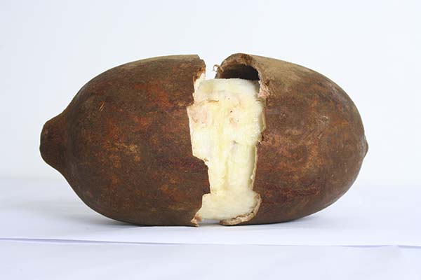 Cupuaçu