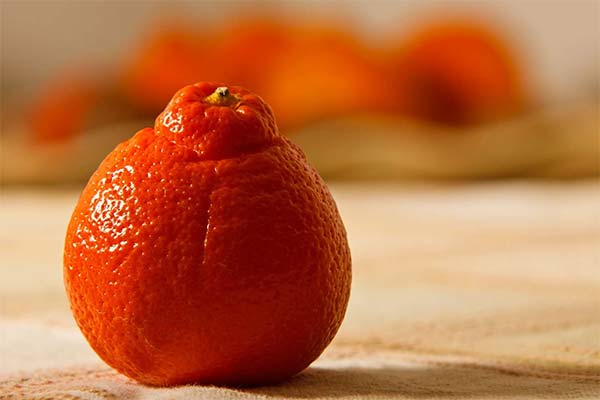 Minneola