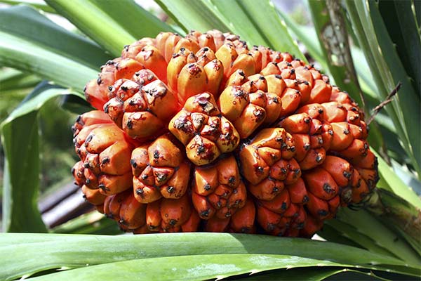 Utilisation du pandan en médecine populaire