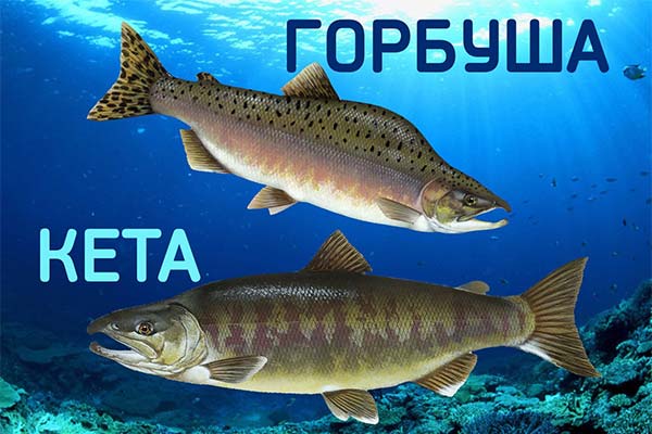 Poisson kéta et gorboucha