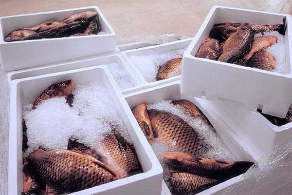 Durées et conditions de conservation du poisson