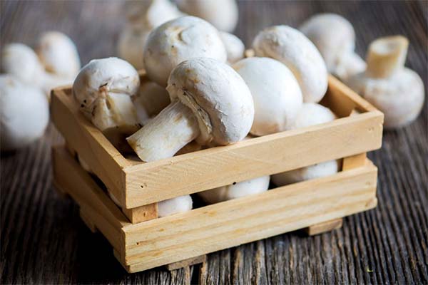 Lagerdauer und -bedingungen von Champignons