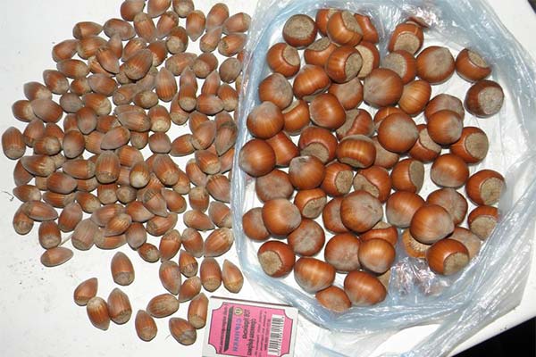 En quoi la noisette cultivée diffère-t-elle de la noisette sauvage ?
