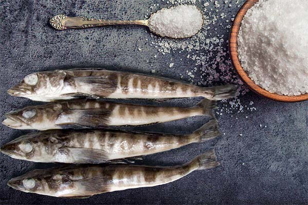 Wozu ist der Eisfisch gut?