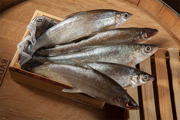 Wie gesund ist der Fisch Pyschjan