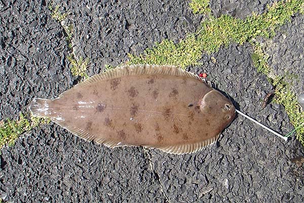 Comment pêcher la sole