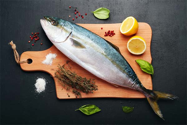 Gelbschwanz lecker zubereiten